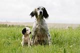 SETTER ANGLAIS 278